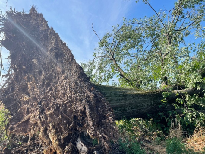 Tetti e alberi caduti sulle strade: i danni del maltempo