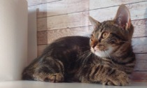 Gattini smarriti: l'appello per ritrovarli