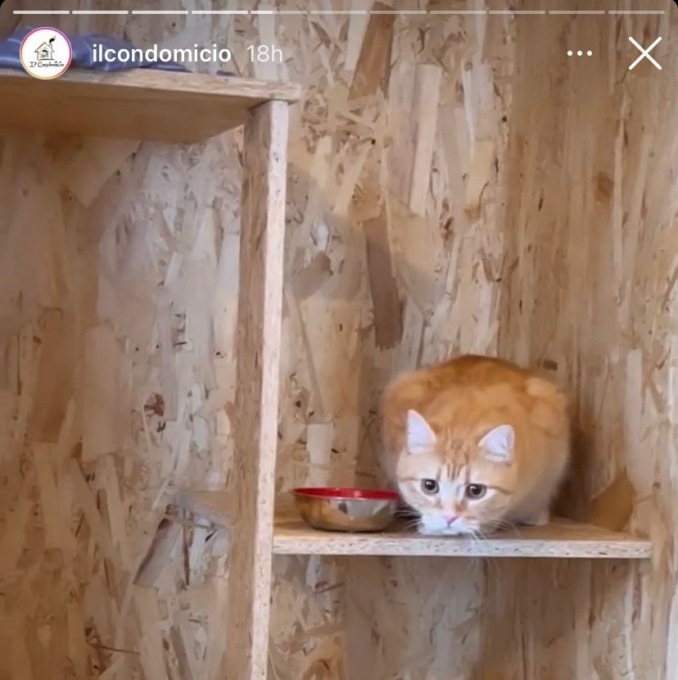 I gatti di Selvaggia Lucarelli al Condomicio