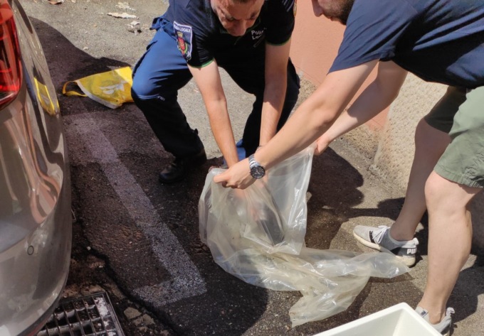 E’ mistero: nove pesci gatto abbandonati in centro a Rho