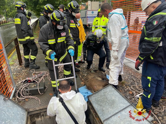Cinghiale in darsena recuperato dai Vigili del fuoco