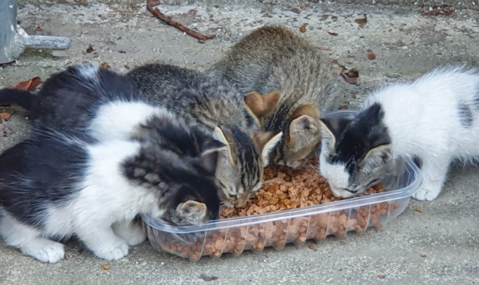 Gattile al collasso: i volontari chiedono aiuto