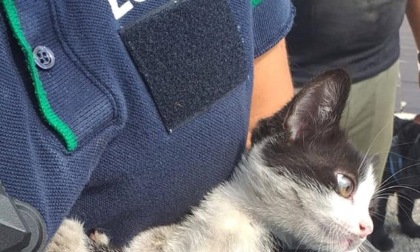 Gattino rimane incastrato: salvato e poi adottato