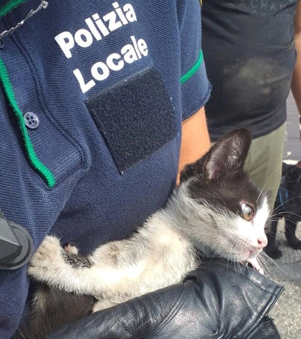 Gattino rimane incastrato: salvato e poi adottato
