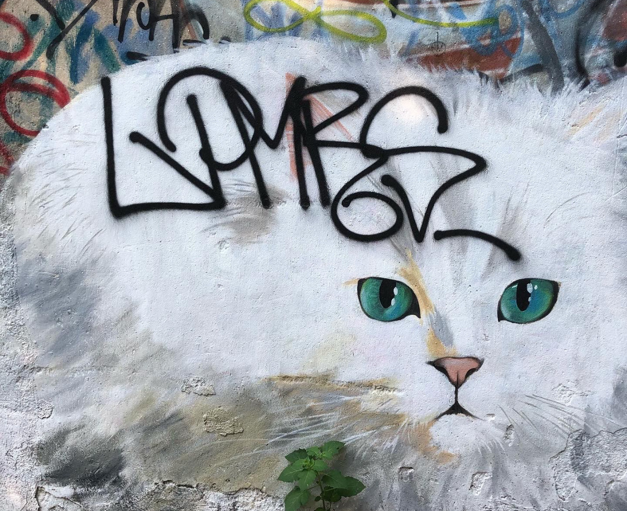 novate milanese murales gatti vandalizzato