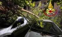 Paura per il vento: albero crolla sulle auto in sosta