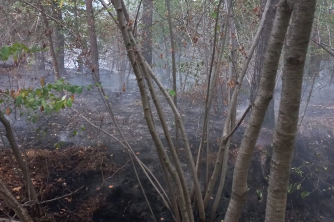 Incendio nel sottobosco: Vigili del fuoco al lavoro da ore