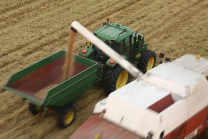 Riso, scatta la raccolta: siccità e nubifragi hanno fatto crollare la produzione