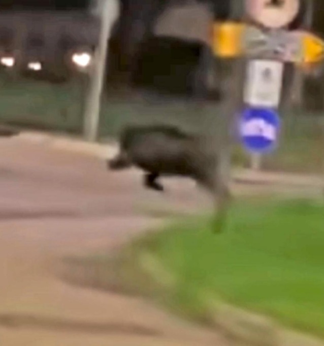 Dopo il cinghiale a spasso per il centro, ora ritrovata una carcassa