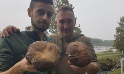 Porcini neri trovati nel Parco del Ticino