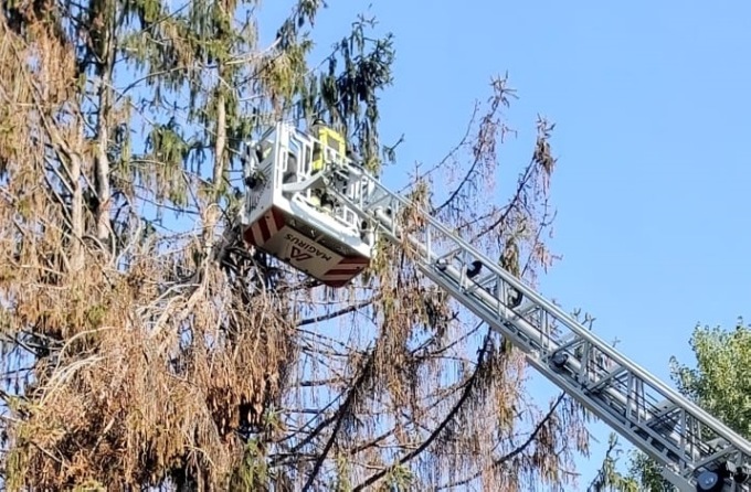Ramo pericolante al Parco Castello, arrivano i pompieri