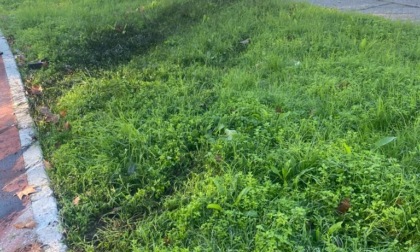 Con l'auto nel parco, rintracciato e multato
