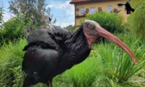 Due ibis eremita dispersi, l'appello dei proprietari