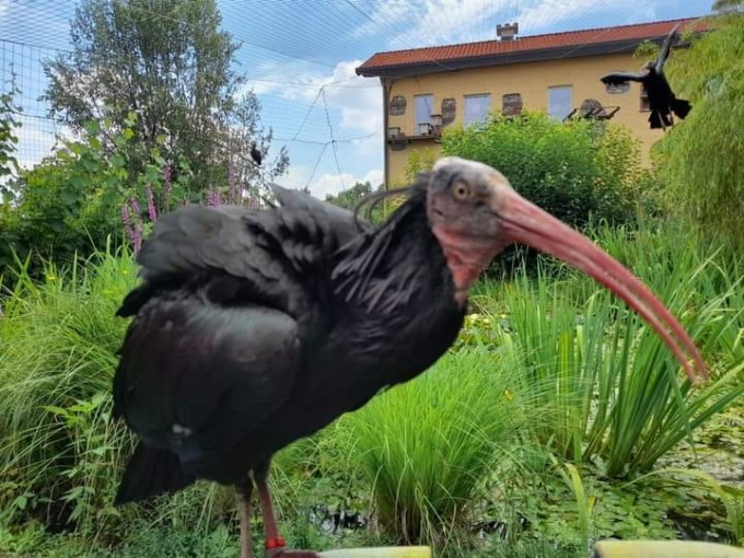Uno dei due Ibis eremita ritrovato a Brinzio: aveva fatto 50 chilometri
