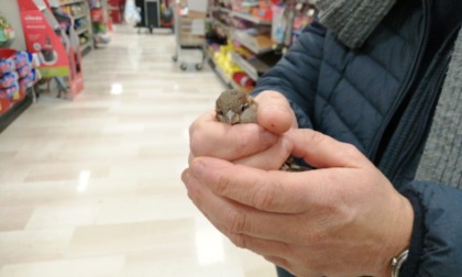 Passero intrappolato al supermercato: ora è salvo