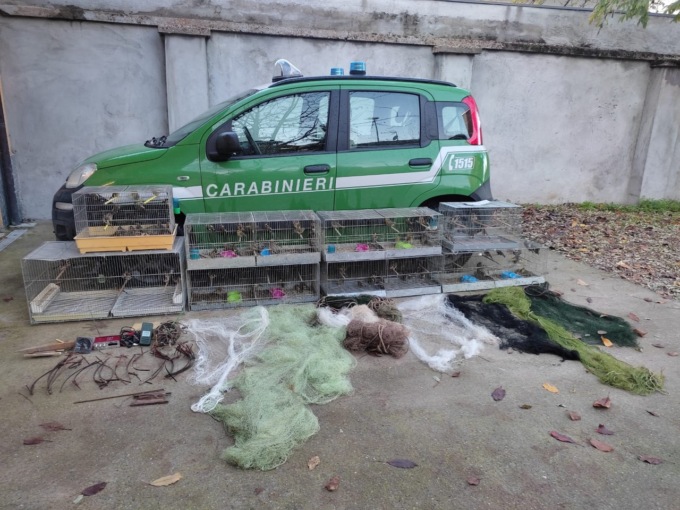 Maxi sequestro di uccelli catturati illegalmente