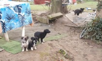 Cani sfruttati per la questua trovati in un campo nomadi abusivo
