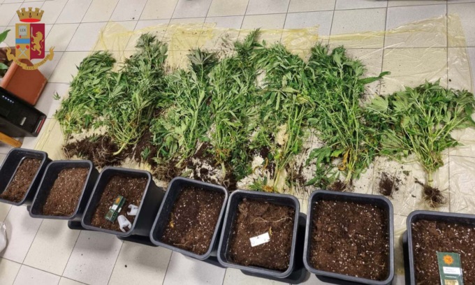 19enne con un serra di Marijuana in casa: indagati anche i genitori