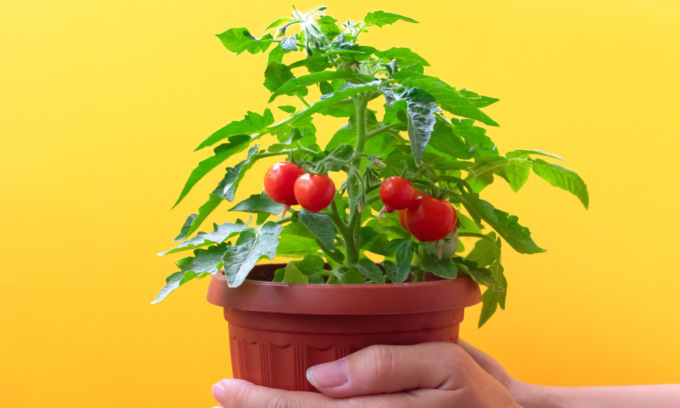 Con Settegiorni in regalo i pomodori ciliegino