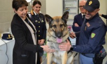 Inaugurata la prima clinica veterinaria per gli "animali poliziotto"