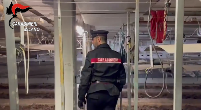 Serra di Marijuana sotto terra: per entrare si scendeva dal WC – VIDEO