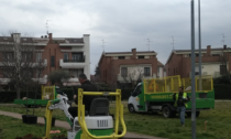 In città arrivano 32 nuovi alberi