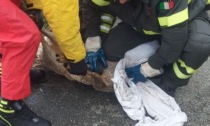 Capriolo cade nel canale, salvato dai pompieri