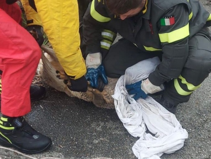 Capriolo cade nel canale, salvato dai pompieri