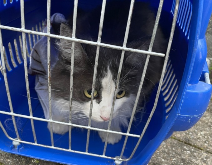 Gatto incastrato nel motore, salvato dai pompieri