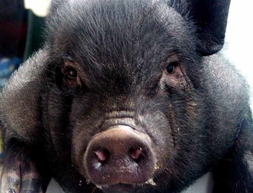 Maialino thailandese a spasso per il parco, salvato