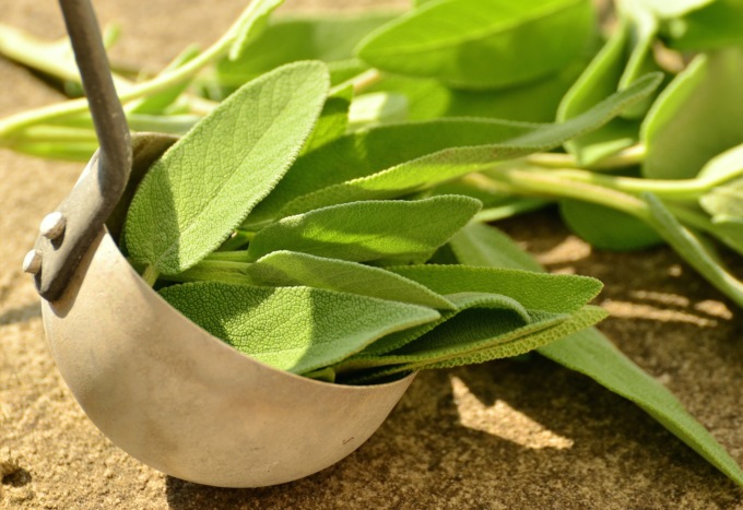 Da oggi in regalo con Settegiorni i semi di salvia