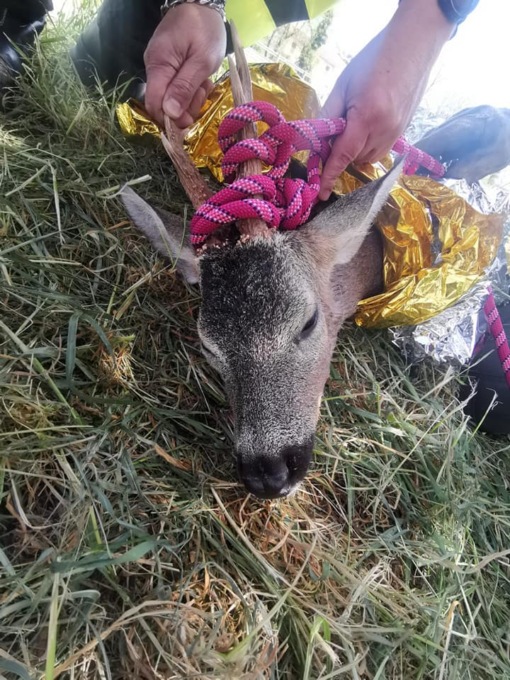 Cervo cade nel Naviglio, assistito e salvato