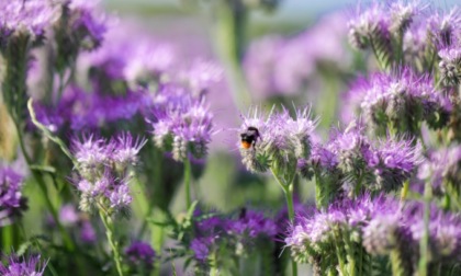 Aumento delle temperature, pollini e allergie: lo studio di Ats e Università Bicocca