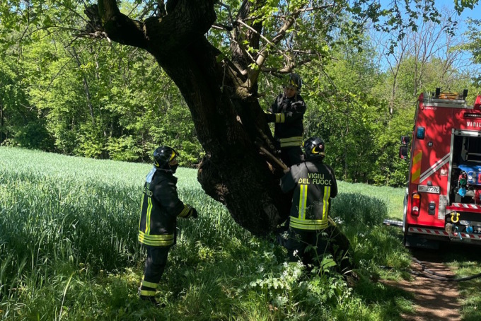 Gelso secolare in fiamme, i pompieri salvano lo storico albero