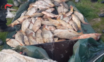 Pesci pescati con scariche elettriche: otto persone fermate per bracconaggio ittico