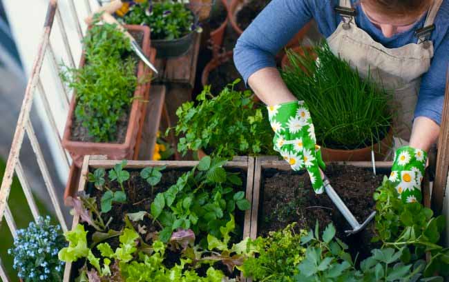 Questa settimana solo per voi lettori ortaggi e fiori… a sorpresa