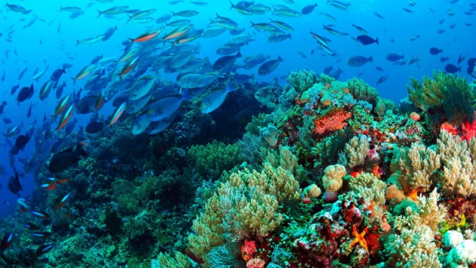 Dall’8 al 12 giugno va in scena la One ocean week