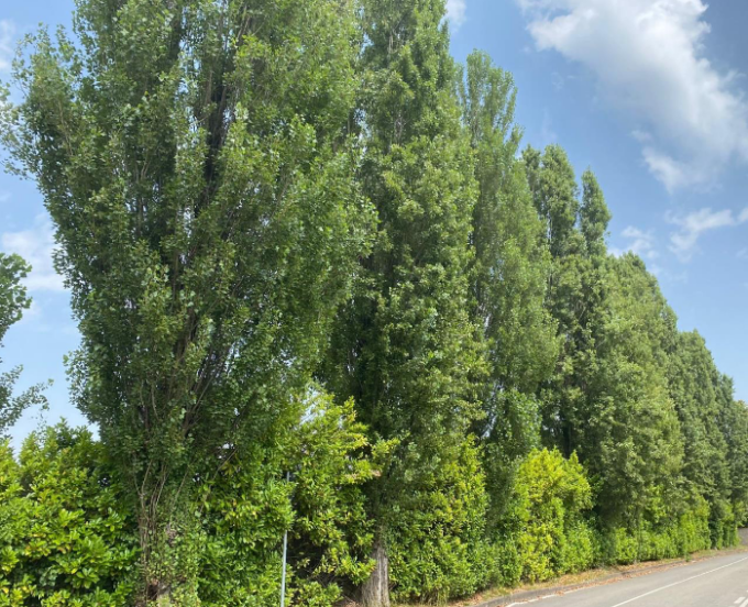 Abbattimento dei pioppi cipressini a Vittuone: la contrarietà di Legambiente