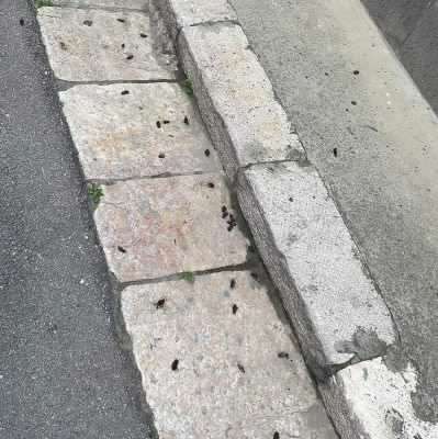 L’estate porta con sé anche scarafaggi e blatte