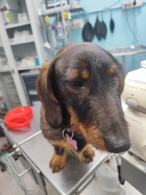Emergenza forasacchi: un pericolo per i cani