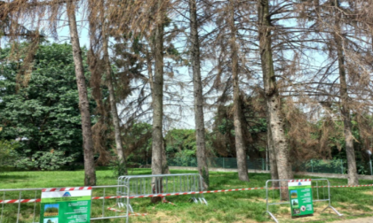 Parco Castello: in partenza la riqualificazione del patrimonio arboreo