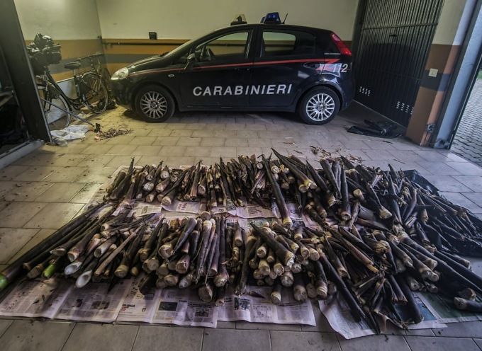 Furto di radici e piante di bamboo: arrestate sei persone