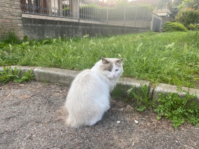 Il gatto di Alessandro Impagnatiello fuori casa da giorni