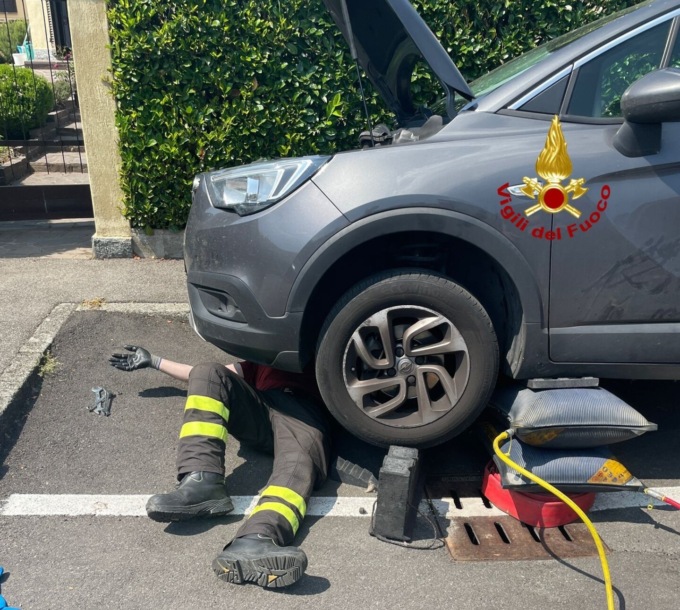 Gatto incastrato nel motore: arrivano i pompieri per liberarlo