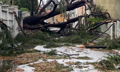 Strade nel caos, alberi caduti e municipio e biblioteca invasi dall'acqua: una Parabiago in ginocchio