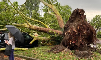 Legnanese e Alto Milanese flagellati dal maltempo: cantine allagate, tetti scoperchiati e alberi caduti