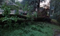 Albero crolla su un parcheggio e colpisce un'auto e il cancello