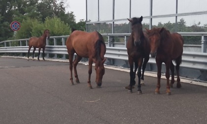 Cavalli, asinelli e paperotte a spasso per Rho, li recuperano gli agenti della Polizia Locale