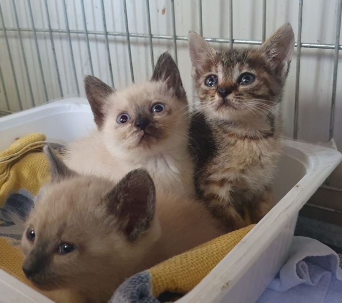 Appello dei responsabili del gattile: Adottate i gattini abbandonati nella nostra struttura