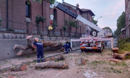 Altro albero rimosso: operai al lavoro a Legnano